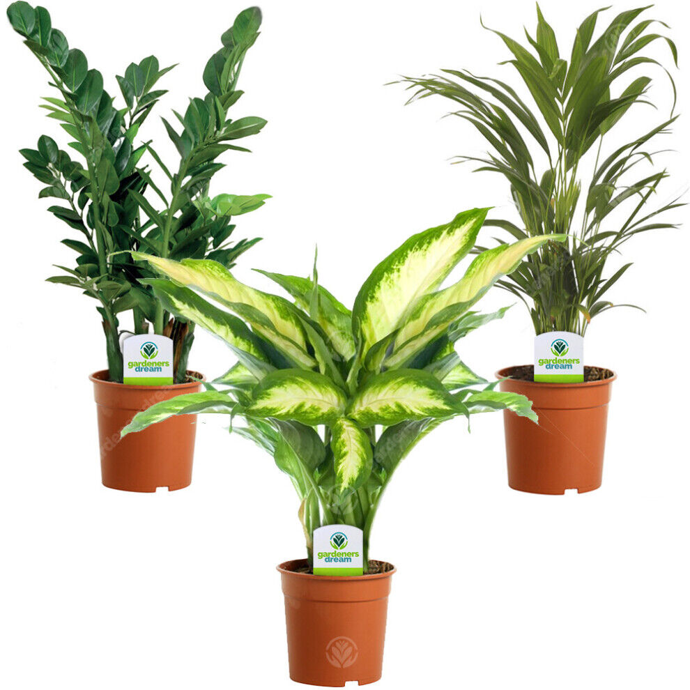 Gardeners Dream Indoor Plant Mix - 3 Plants - House / Office Live Potted Pot Plant Tree (Mix C)
