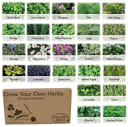 Pronto Seed Herb Seeds Grow Your Own Kit Gardening Gift for Women and Men Bumper Pack (24 He