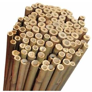 Elixir Garden Supplies (4ft, 150) Elixir Gardens Strong Heavy Duty Professional Bamboo Plant Support Ga Elixir Garden Supplies (4ft, 150) Elixir Gardens Strong Heavy Duty Professional Bamboo Plant Support Ga
