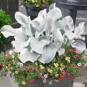 Gardeners Dream Senecio Angel Wings - Shining White Ragwort Hardy Potted Outdoor Garden Plant Gardeners Dream Senecio Angel Wings - Shining White Ragwort Hardy Potted Outdoor Garden Plant
