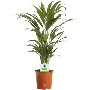 Gardeners Dream Areca Palm Lutescens - 1 Plant - House / Office Live Indoor Pot Plant Tree Gardeners Dream Areca Palm Lutescens - 1 Plant - House / Office Live Indoor Pot Plant Tree