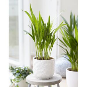 Gardeners Dream 1 X Butterfly Palm Dypsis Lutescens House Plant Indoor Live Tree In Pot Gardeners Dream 1 X Butterfly Palm Dypsis Lutescens House Plant Indoor Live Tree In Pot