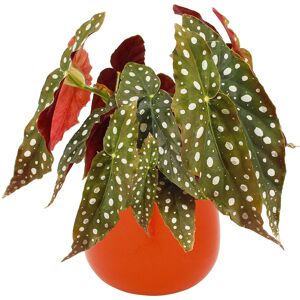 Gardeners Dream Begonia Maculata Indoor Potted Plant For Home Or Office (20-30Cm Incl. Pot) Gardeners Dream Begonia Maculata Indoor Potted Plant For Home Or Office (20-30Cm Incl. Pot)