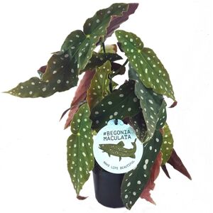 Gardeners Dream 20-30Cm Spotted Begonia Maculata Stunning Potted Premium House Plant Gardeners Dream 20-30Cm Spotted Begonia Maculata Stunning Potted Premium House Plant
