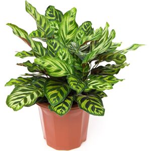 Gardeners Dream 30-40Cm Potted Calathea Makoyana Peacock Plant Eye-Catching Indoor Houseplant Gardeners Dream 30-40Cm Potted Calathea Makoyana Peacock Plant Eye-Catching Indoor Houseplant