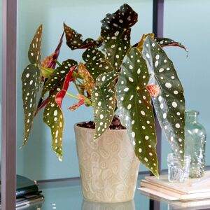 Gardeners Dream Spotted Begonia Maculata Popular Indoor Houseplant 20-30Cm With Pot Gardeners Dream Spotted Begonia Maculata Popular Indoor Houseplant 20-30Cm With Pot