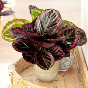 Gardeners Dream Calathea Surprise Star 25-35Cm Potted Indoor Plant Ideal For Home Or Office Gardeners Dream Calathea Surprise Star 25-35Cm Potted Indoor Plant Ideal For Home Or Office