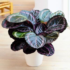 Gardeners Dream Calathea Surprise Star - Rose Painted Calathea Evergreen 25-35Cm Potted Plant Gardeners Dream Calathea Surprise Star - Rose Painted Calathea Evergreen 25-35Cm Potted Plant