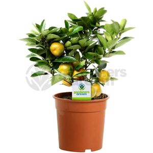 Gardeners Dream Citrus Calamondin - 1 Plant - House / Office Live Indoor Pot Plant Tree Gardeners Dream Citrus Calamondin - 1 Plant - House / Office Live Indoor Pot Plant Tree