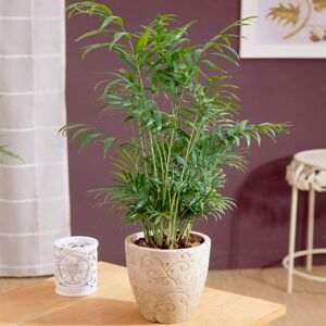 Gardeners Dream Chamaedorea Palm Elegans Plant - Bright Indoor Desk Office Houseplant 13Cm Pot Gardeners Dream Chamaedorea Palm Elegans Plant - Bright Indoor Desk Office Houseplant 13Cm Pot