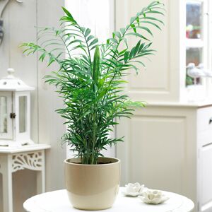 Gardeners Dream Chamaedorea Elegans Palm - Premium Tall Indoor House Plant Décor Potted 13Cm Gardeners Dream Chamaedorea Elegans Palm - Premium Tall Indoor House Plant Décor Potted 13Cm