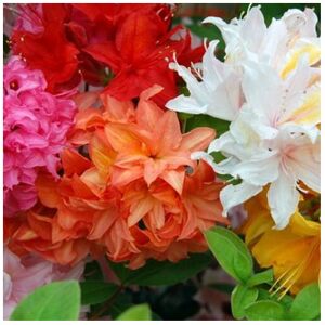 Gardeners Dream 6 X Mixed Azaleas Dwarf Japanese Shrubs Colourful Potted Garden Plants In Pot Gardeners Dream 6 X Mixed Azaleas Dwarf Japanese Shrubs Colourful Potted Garden Plants In Pot