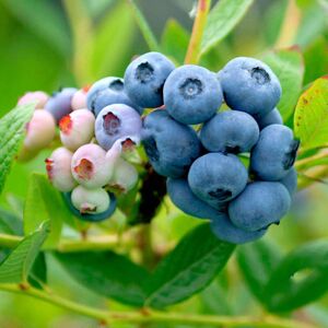Gardeners Dream Blueberry Vaccinium 'Nelson' Deciduous Hardy Bushy Fruit Shrub 9cm Pots Gardeners Dream Blueberry Vaccinium 'Nelson' Deciduous Hardy Bushy Fruit Shrub 9cm Pots