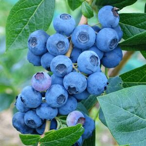 Gardeners Dream Blueberry Vaccinium 'Denise Blue' Deciduous Hardy Bushy Fruit Shrub 9cm Pots Gardeners Dream Blueberry Vaccinium 'Denise Blue' Deciduous Hardy Bushy Fruit Shrub 9cm Pots