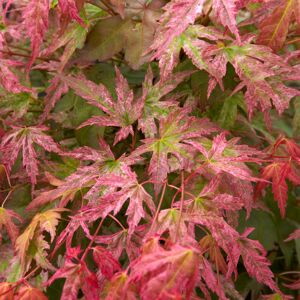 Gardeners Dream (3L) Acer Palmatum 'Phoenix' Japanese Maple Deciduous Garden Plant Tree In Pot Gardeners Dream (3L) Acer Palmatum 'Phoenix' Japanese Maple Deciduous Garden Plant Tree In Pot