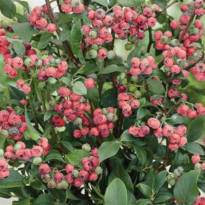 Gardeners Dream Vaccinium 'Pink Lemonade' Deciduous Hardy Blueberry Bushy Fruit Shrub 9Cm Pots Gardeners Dream Vaccinium 'Pink Lemonade' Deciduous Hardy Blueberry Bushy Fruit Shrub 9Cm Pots