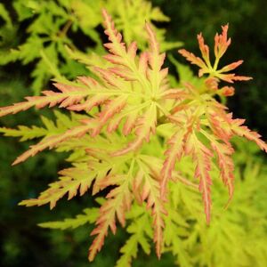 Gardeners Dream (10L) Acer Palmatum 'Seiryu' Japanese Maple Deciduous Small Garden Plant Tree Gardeners Dream (10L) Acer Palmatum 'Seiryu' Japanese Maple Deciduous Small Garden Plant Tree