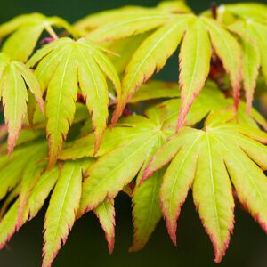 Gardeners Dream (3L) Acer Palmatum 'Sango-Kaku' Japanese Maple Deciduous Garden Plant Tree In Gardeners Dream (3L) Acer Palmatum 'Sango-Kaku' Japanese Maple Deciduous Garden Plant Tree In