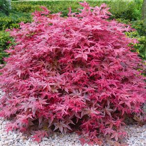 Gardeners Dream (10L) Acer Palmatum 'Beni-Maiko' Japanese Maple Deciduous Garden Plant Tree In Gardeners Dream (10L) Acer Palmatum 'Beni-Maiko' Japanese Maple Deciduous Garden Plant Tree In