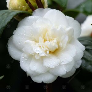 Gardeners Dream Camellia Japonica 'Nobilissima' Japanese Evergreen Plant Garden Shrub 9Cm Pot Gardeners Dream Camellia Japonica 'Nobilissima' Japanese Evergreen Plant Garden Shrub 9Cm Pot