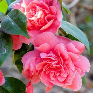 Gardeners Dream Camellia Japonica 'Triumphans' Evergreen Shrub Pink Garden Plant 9Cm Pot Gardeners Dream Camellia Japonica 'Triumphans' Evergreen Shrub Pink Garden Plant 9Cm Pot