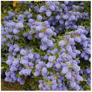 Gardeners Dream 1 X CEANOTHUS 'AUTUMNAL BLUE' EVERGREEN SHRUB HARDY GARDEN PLANT IN POT Gardeners Dream 1 X CEANOTHUS 'AUTUMNAL BLUE' EVERGREEN SHRUB HARDY GARDEN PLANT IN POT