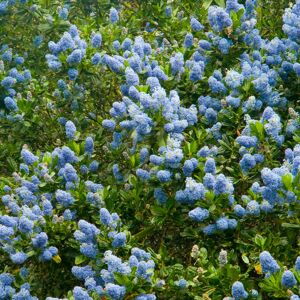 Gardeners Dream Ceanothus Thyrsiflorus 'Victoria' Californian Lilac Evergreen Shrub 9Cm Pot Gardeners Dream Ceanothus Thyrsiflorus 'Victoria' Californian Lilac Evergreen Shrub 9Cm Pot