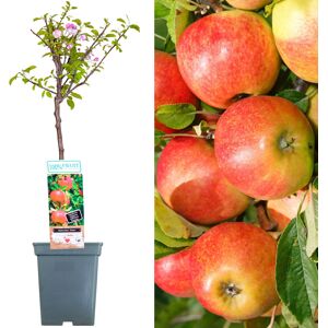 Gardeners Dream - Elstar Patio Fruit Tree Collection Gardeners Dream - Elstar Patio Fruit Tree Collection