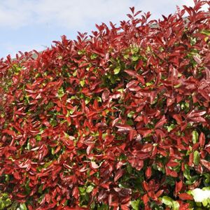 Gardeners Dream (100) Red Robin Hedging Plants 20-40Cm Photinia Christmas Berry Evergreen Hedge Gardeners Dream (100) Red Robin Hedging Plants 20-40Cm Photinia Christmas Berry Evergreen Hedge