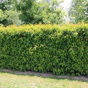 Gardeners Dream (10) Portuguese Laurel Hedging Plants 20-40Cm Prunus Lusitanica Evergreen Hedge Gardeners Dream (10) Portuguese Laurel Hedging Plants 20-40Cm Prunus Lusitanica Evergreen Hedge