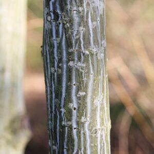Gardeners Dream Acer Davidii 'Viper' Tree Snake Bark Maple Tree Ornamental Tree 5-6Ft Gardeners Dream Acer Davidii 'Viper' Tree Snake Bark Maple Tree Ornamental Tree 5-6Ft