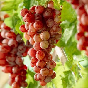 Gardeners Dream (Red) Grape Vine Vitis Deciduous Climbing Live Fruit Plant Hardy Outdoor Garden Gardeners Dream (Red) Grape Vine Vitis Deciduous Climbing Live Fruit Plant Hardy Outdoor Garden