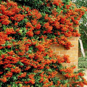 Gardeners Dream (50) Orange Firethorn Hedging Plants 20-40Cm Pyracantha Evergreen Hedge Potted Gardeners Dream (50) Orange Firethorn Hedging Plants 20-40Cm Pyracantha Evergreen Hedge Potted