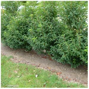 Gardeners Dream 1 X PRUNUS 'LUSITANICA MYRTIFOLIA EVERGREEN SHRUB HARDY GARDEN PLANT IN POT Gardeners Dream 1 X PRUNUS 'LUSITANICA MYRTIFOLIA EVERGREEN SHRUB HARDY GARDEN PLANT IN POT