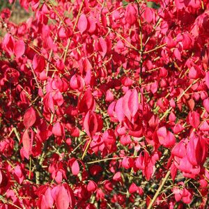 Gardeners Dream Euonymus Alatus Winged Spindle Burning Bush Deciduous Garden Shrub 9Cm Pot Gardeners Dream Euonymus Alatus Winged Spindle Burning Bush Deciduous Garden Shrub 9Cm Pot
