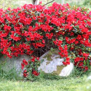 Gardeners Dream 1 X RHODODENDRON 'BADEN BADEN' EVERGREEN BUSHY SHRUB HARDY GARDEN PLANT IN POT Gardeners Dream 1 X RHODODENDRON 'BADEN BADEN' EVERGREEN BUSHY SHRUB HARDY GARDEN PLANT IN POT