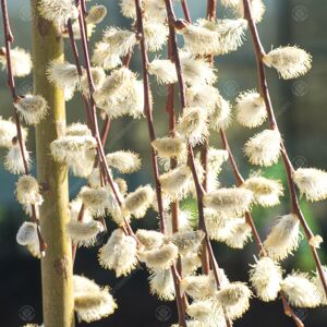 Gardeners Dream Salix Caprea Pendula 120Cm Kilmarnock Willow Ornamental Garden Tree 4-5Ft Gardeners Dream Salix Caprea Pendula 120Cm Kilmarnock Willow Ornamental Garden Tree 4-5Ft