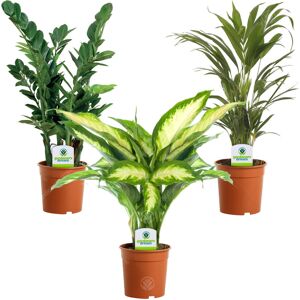 Gardeners Dream Indoor Plant Mix - 3 Plants - House / Office Live Potted Pot Plant Tree (Mix C) Gardeners Dream Indoor Plant Mix - 3 Plants - House / Office Live Potted Pot Plant Tree (Mix C)