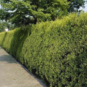Gardeners Dream (25) Gold Leylandii Hedging Plants 30-50Cm Leyland Dense Evergreen Hedge Potted Gardeners Dream (25) Gold Leylandii Hedging Plants 30-50Cm Leyland Dense Evergreen Hedge Potted
