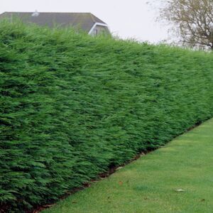 Gardeners Dream (10) Green Leylandii Hedging Plants 30-50Cm Leyland Dense Evergreen Hedge Potted Gardeners Dream (10) Green Leylandii Hedging Plants 30-50Cm Leyland Dense Evergreen Hedge Potted