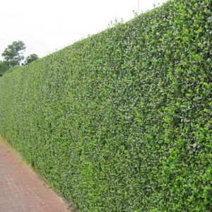 Gardeners Dream (5) Green Privet Hedging Plants 20-40Cm Ligustrum Ovalifolium Evergreen Hedge Po Gardeners Dream (5) Green Privet Hedging Plants 20-40Cm Ligustrum Ovalifolium Evergreen Hedge Po