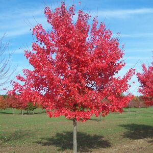 Gardeners Dream Acer Rubrum 'Summer Red' Red Maple Tree Ornamental Tree 5-6Ft Gardeners Dream Acer Rubrum 'Summer Red' Red Maple Tree Ornamental Tree 5-6Ft