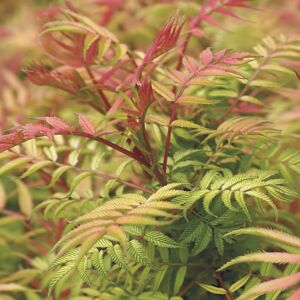 Gardeners Dream Sorbaria Sorbifolia 'Sem' Deciduous Hardy Compact Garden Shrub Plant 9Cm Pot Gardeners Dream Sorbaria Sorbifolia 'Sem' Deciduous Hardy Compact Garden Shrub Plant 9Cm Pot