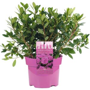 Gardeners Dream Azalea Japonica Pink Colourful Evergreen Outdoor Garden Shrub Plant In 2L Pot Gardeners Dream Azalea Japonica Pink Colourful Evergreen Outdoor Garden Shrub Plant In 2L Pot