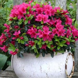 Gardeners Dream 1 X Pink Azalea Japanese Evergreen Shrub Hardy Garden Plant Gardeners Dream 1 X Pink Azalea Japanese Evergreen Shrub Hardy Garden Plant
