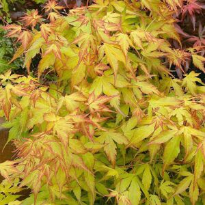 Gardeners Dream Acer Palmatum 'Katsura' Deciduous Hardy Japanese Maple Garden Shrub 9Cm Pot Gardeners Dream Acer Palmatum 'Katsura' Deciduous Hardy Japanese Maple Garden Shrub 9Cm Pot
