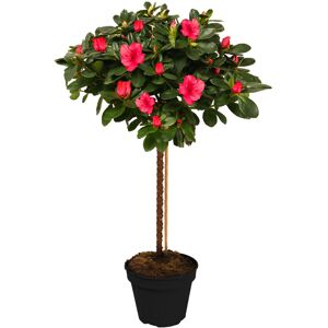 Gardeners Dream (Red) Azalea Japonica Tree Trees For Small Gardens Border Patio Potted Plant Gardeners Dream (Red) Azalea Japonica Tree Trees For Small Gardens Border Patio Potted Plant