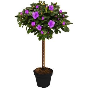 Gardeners Dream (Purple) Azalea Japonica Tree Trees For Small Gardens Border Patio Potted Plan Gardeners Dream (Purple) Azalea Japonica Tree Trees For Small Gardens Border Patio Potted Plan