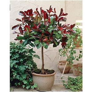 Thompson & Morgan Photinia Red Robin Tree Standard Plants Hardy Red Evergreen Outdoor Garden Plant Thompson & Morgan Photinia Red Robin Tree Standard Plants Hardy Red Evergreen Outdoor Garden Plant