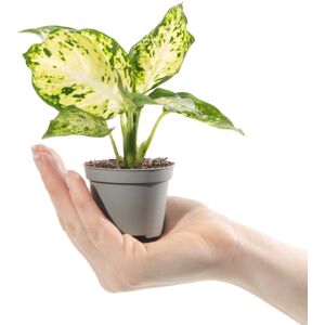 Gardeners Dream Baby Dumb Cane Plant Dieffenbachia Maculata Amy Evergreen Potted Houseplant Gift Gardeners Dream Baby Dumb Cane Plant Dieffenbachia Maculata Amy Evergreen Potted Houseplant Gift